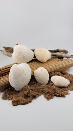 Clam Shells - Image 27