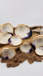 Natural Quahogs - Image 5
